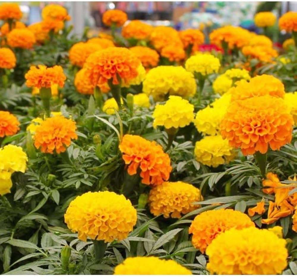 Marigold Seed - Alt