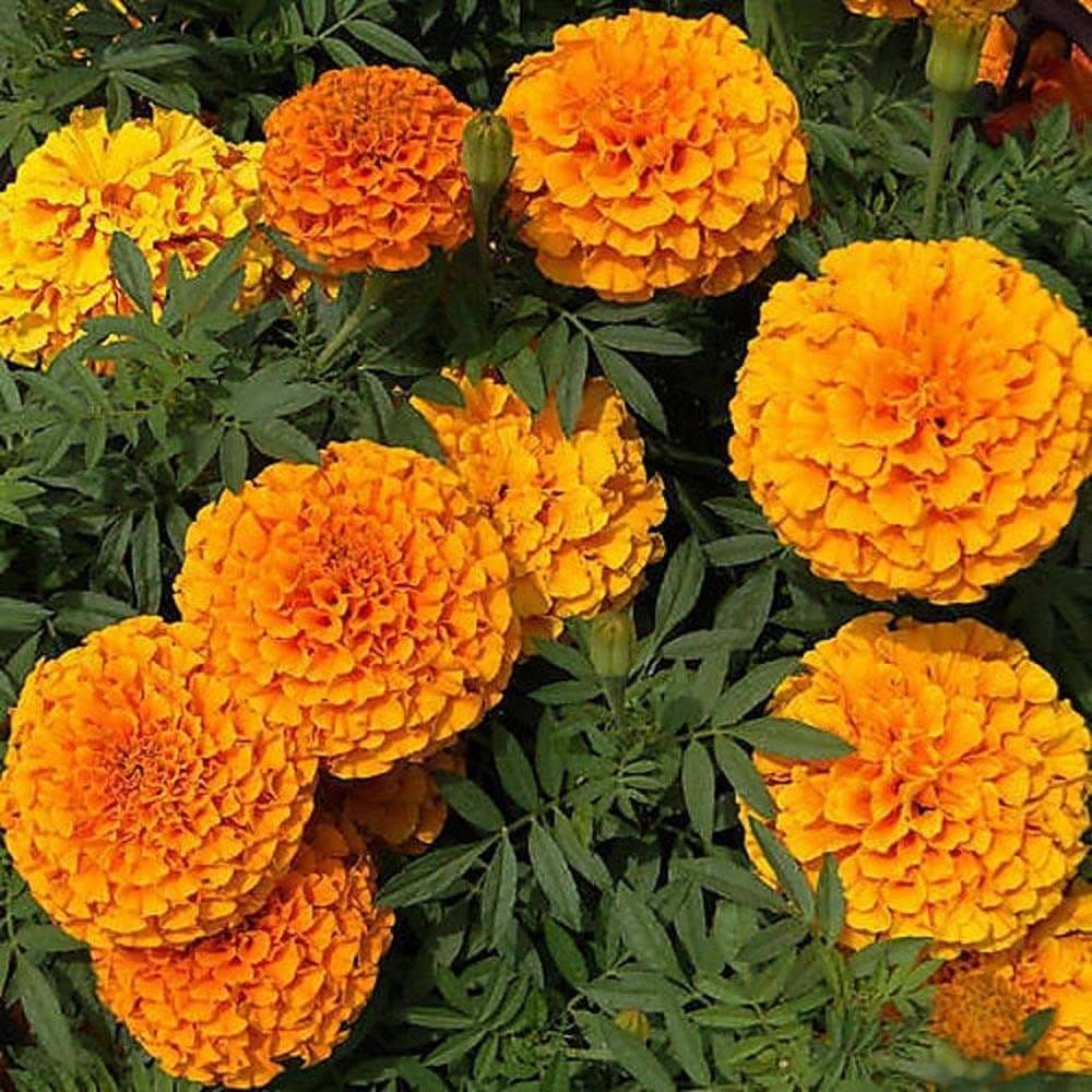 Marigold Seed - View 3