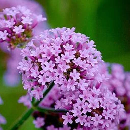 Vervain Seed - View 3