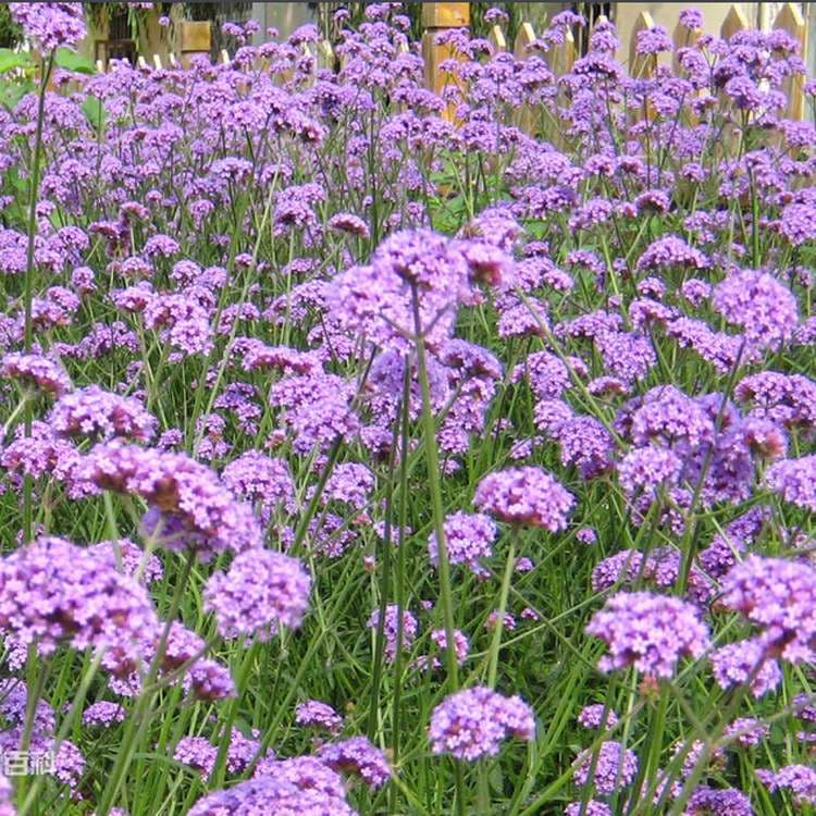 Vervain Seed - Main