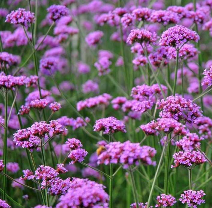 Vervain Seed - Alt