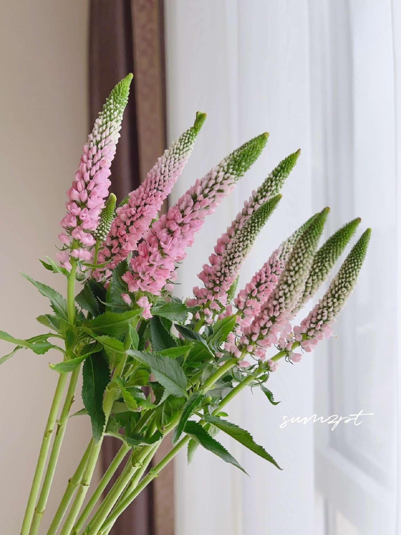 Sage Seed - View 3