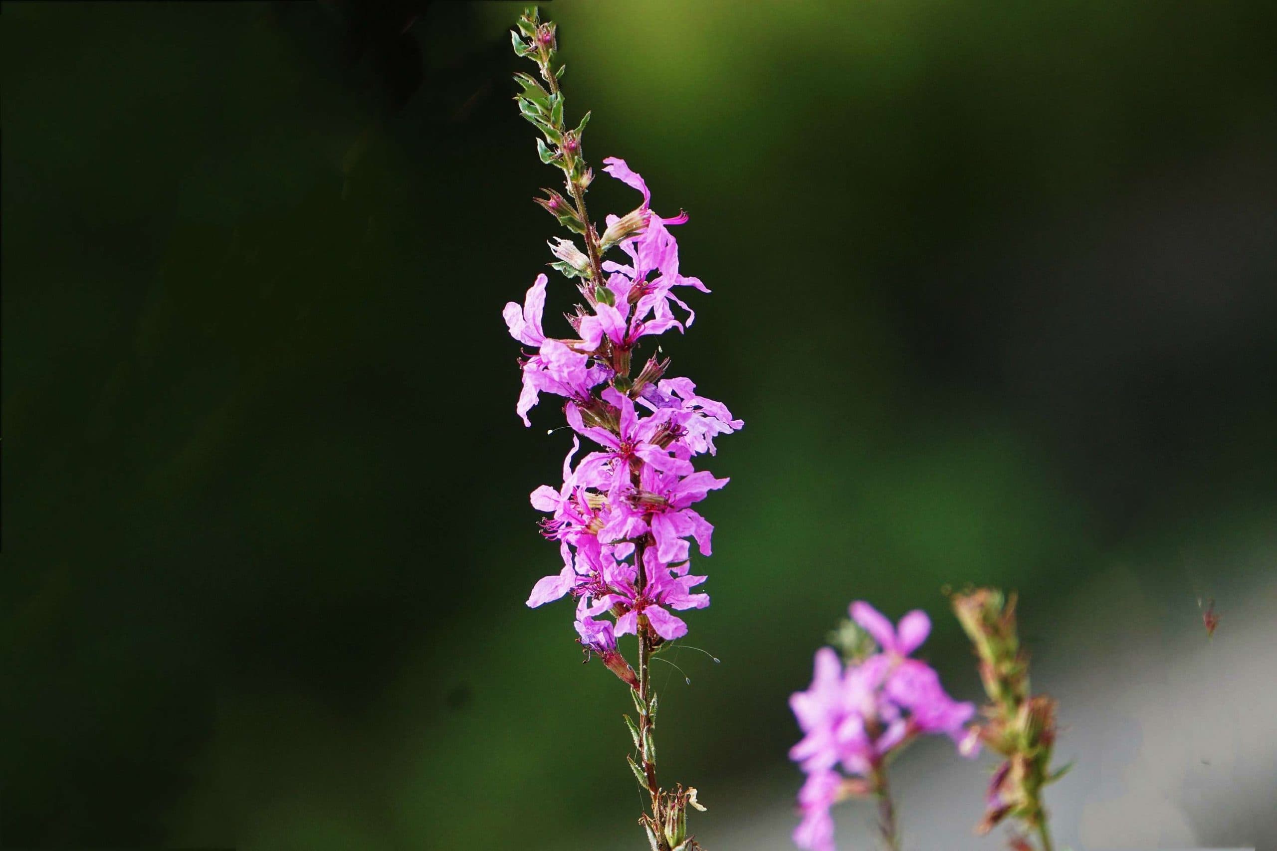 Purple Lythrum Seed - Main