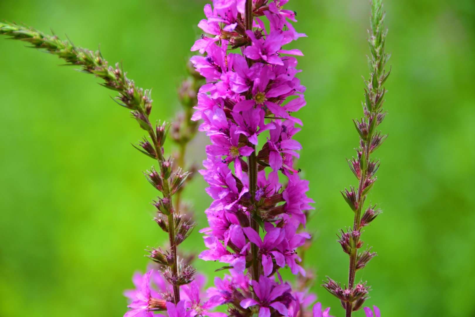 Purple Lythrum Seed - Alt
