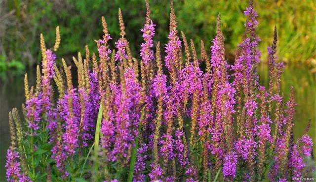 Purple Lythrum Seed - View 5