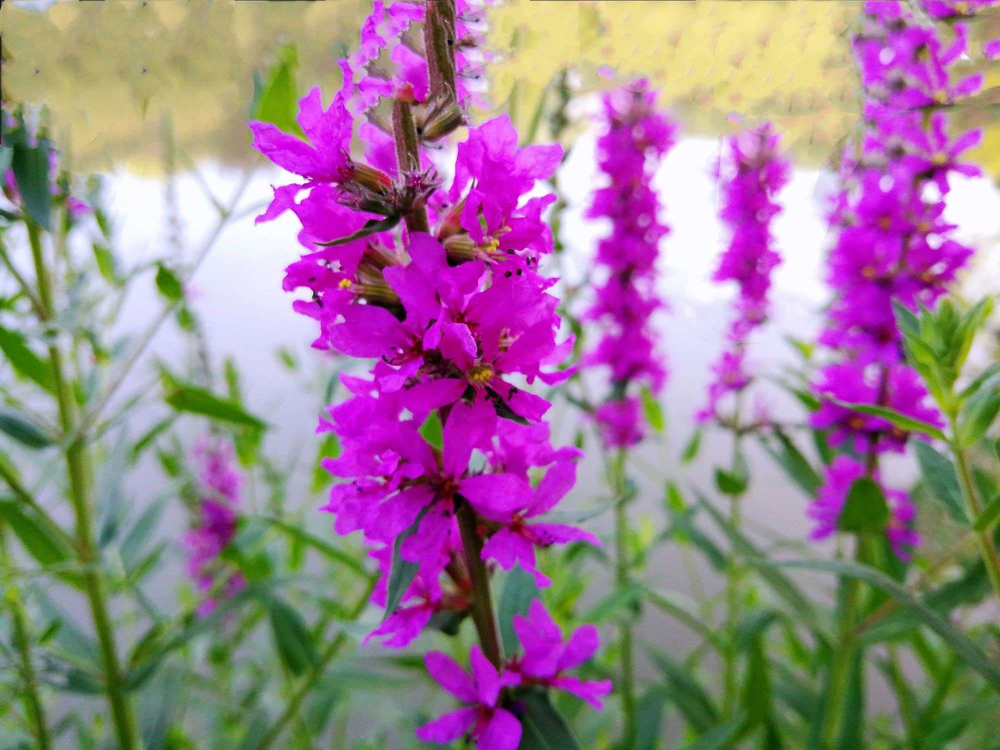 Purple Lythrum Seed - View 3