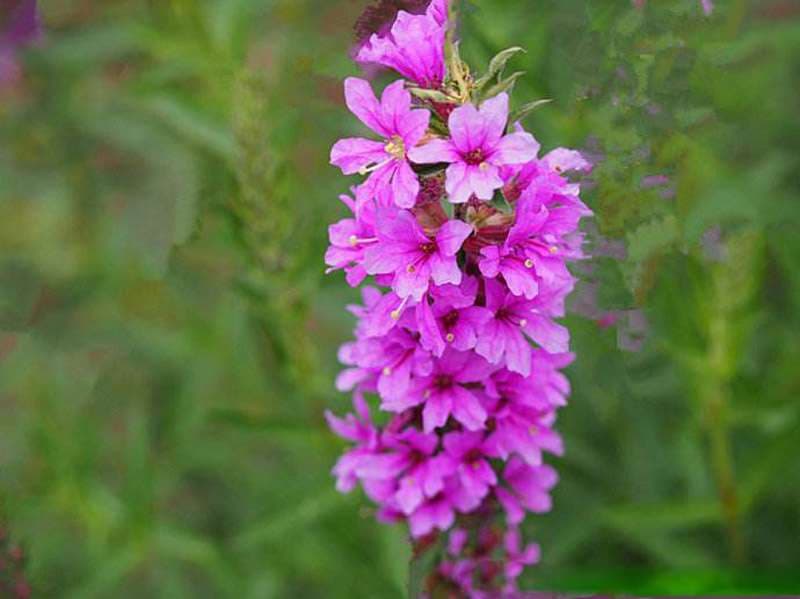 Purple Lythrum Seed - View 4