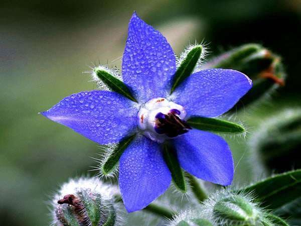 Borage Seed - Alt