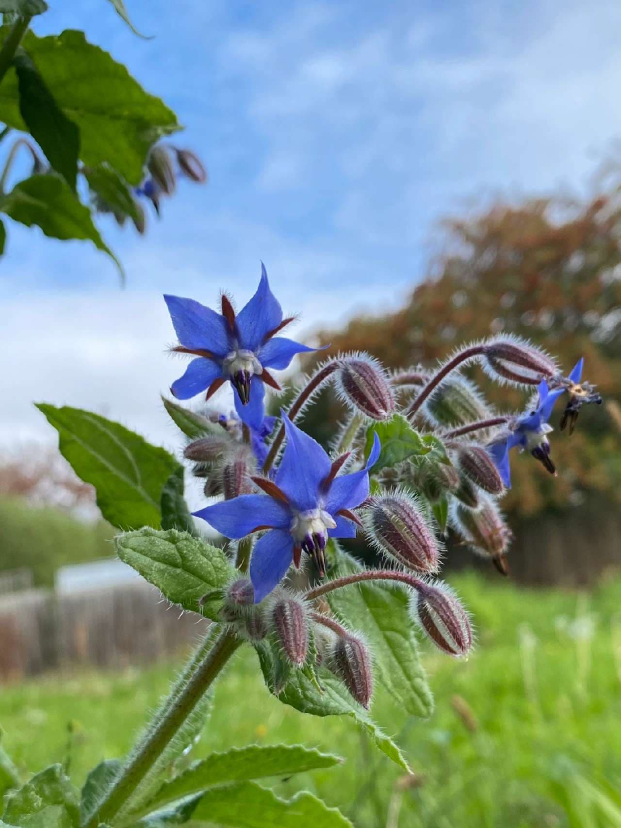 Borage Seed - Main