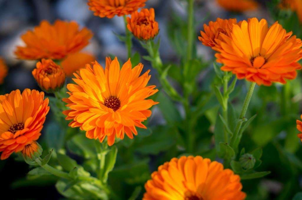 Calendula Seed - View 9