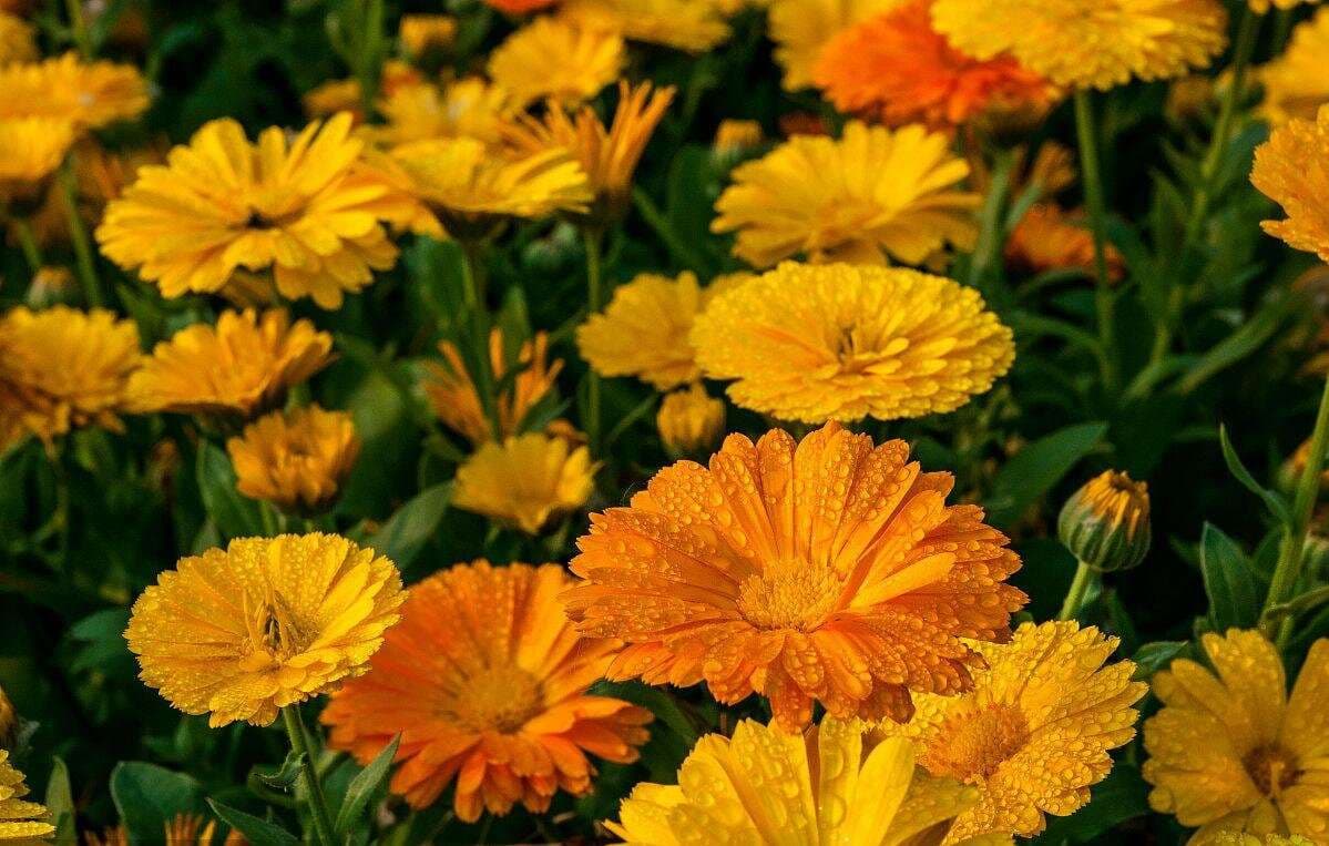 Calendula Seed - View 7
