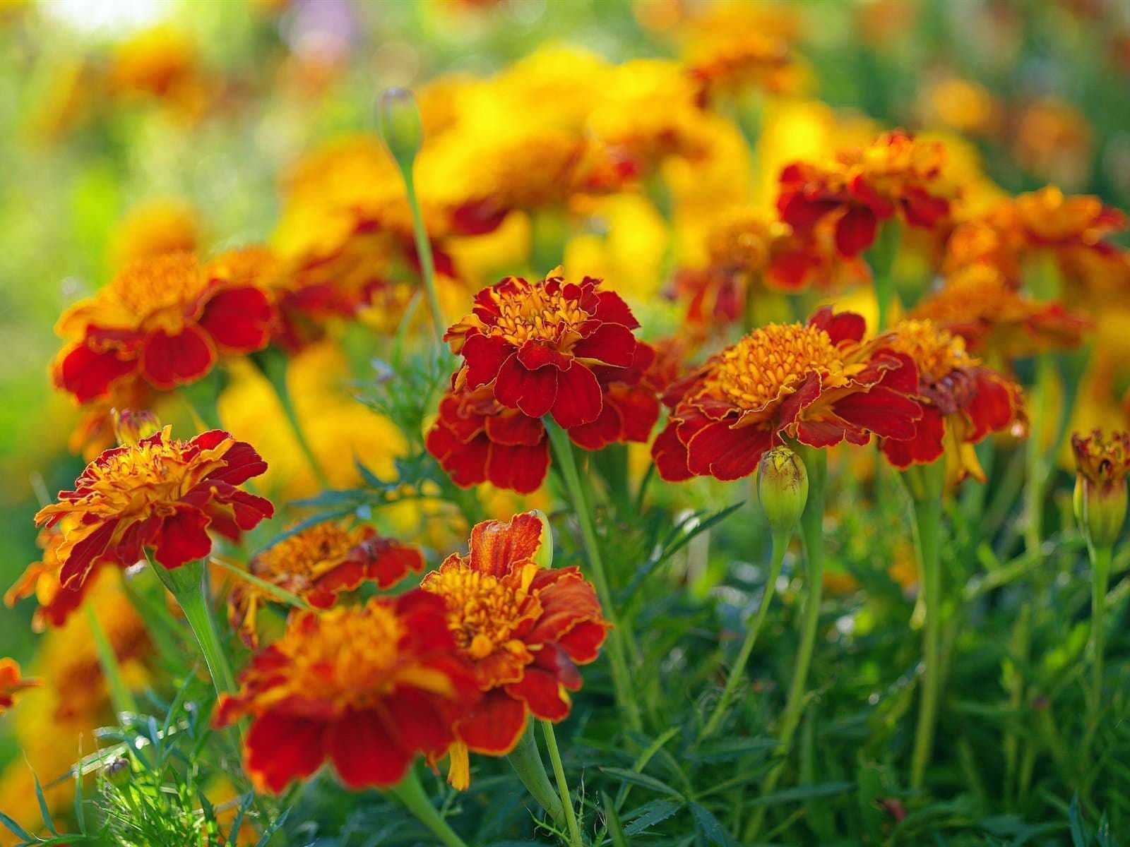 Calendula Seed - View 6