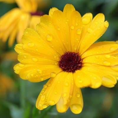 Calendula Seed - View 5