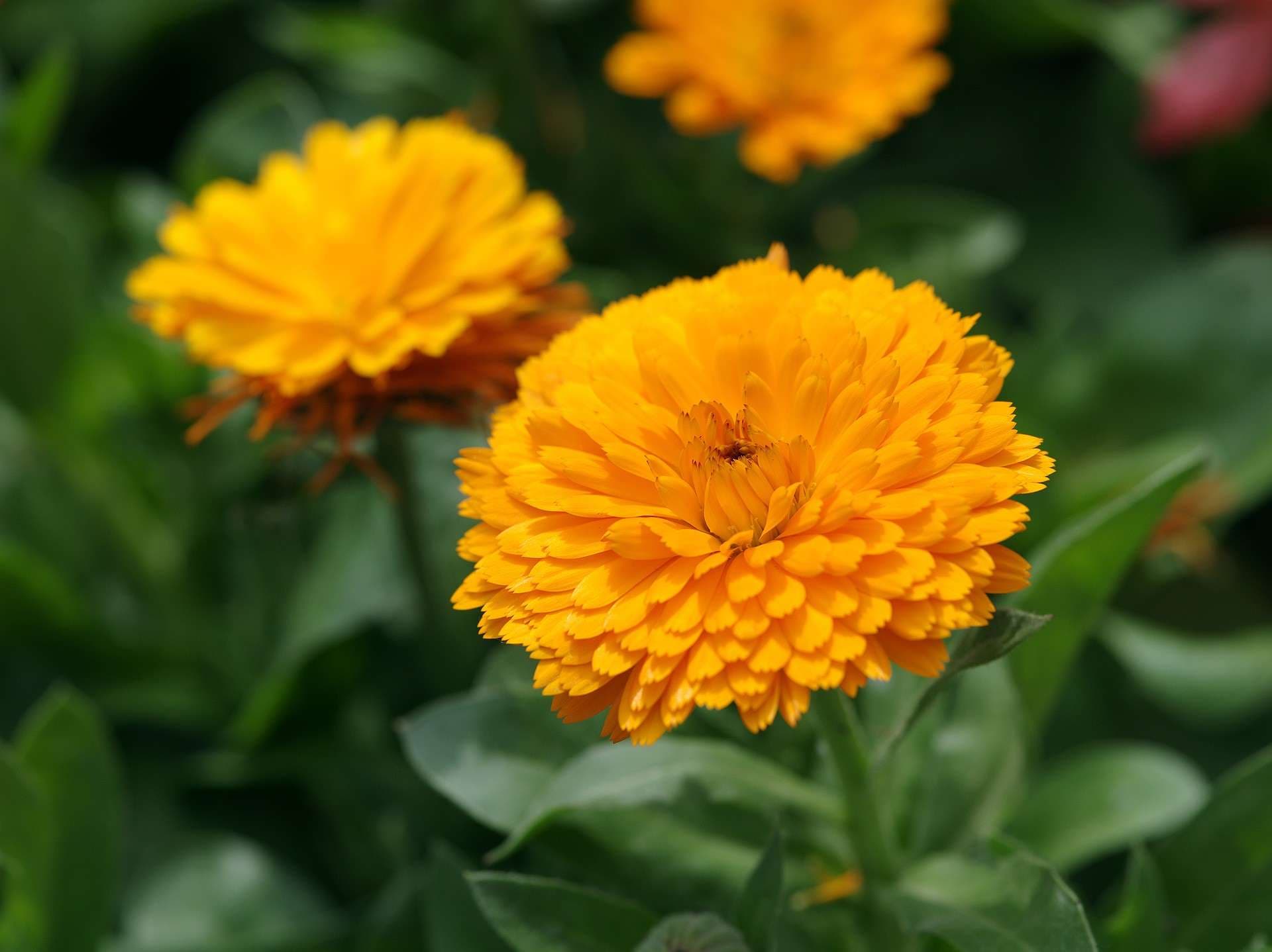 Calendula Seed - View 3
