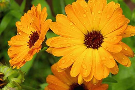 Calendula Seed - Main