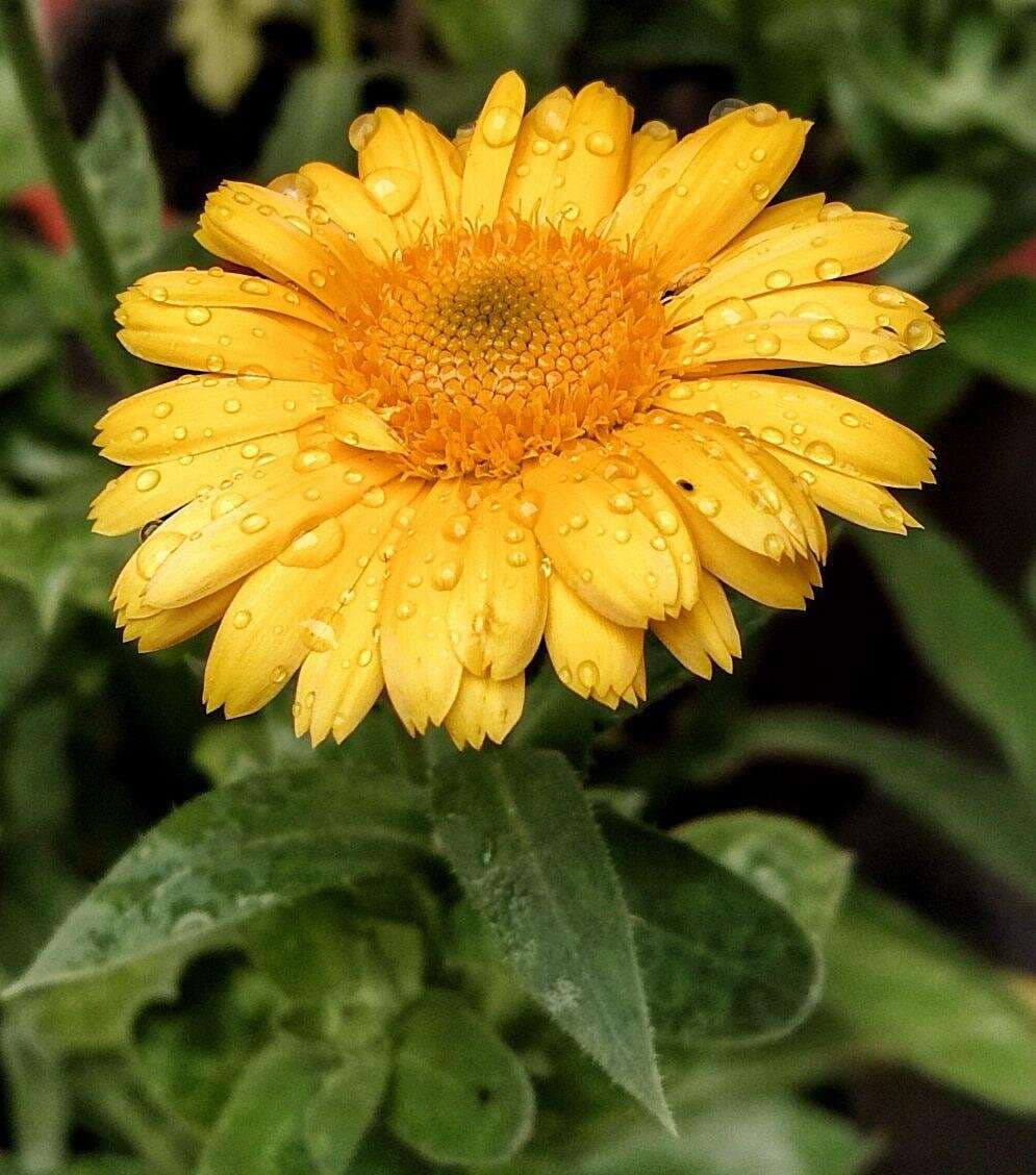 Calendula Seed - Alt