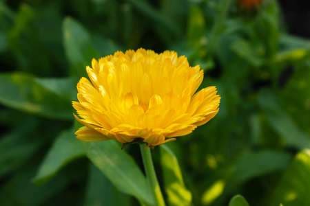 Calendula Seed - View 4
