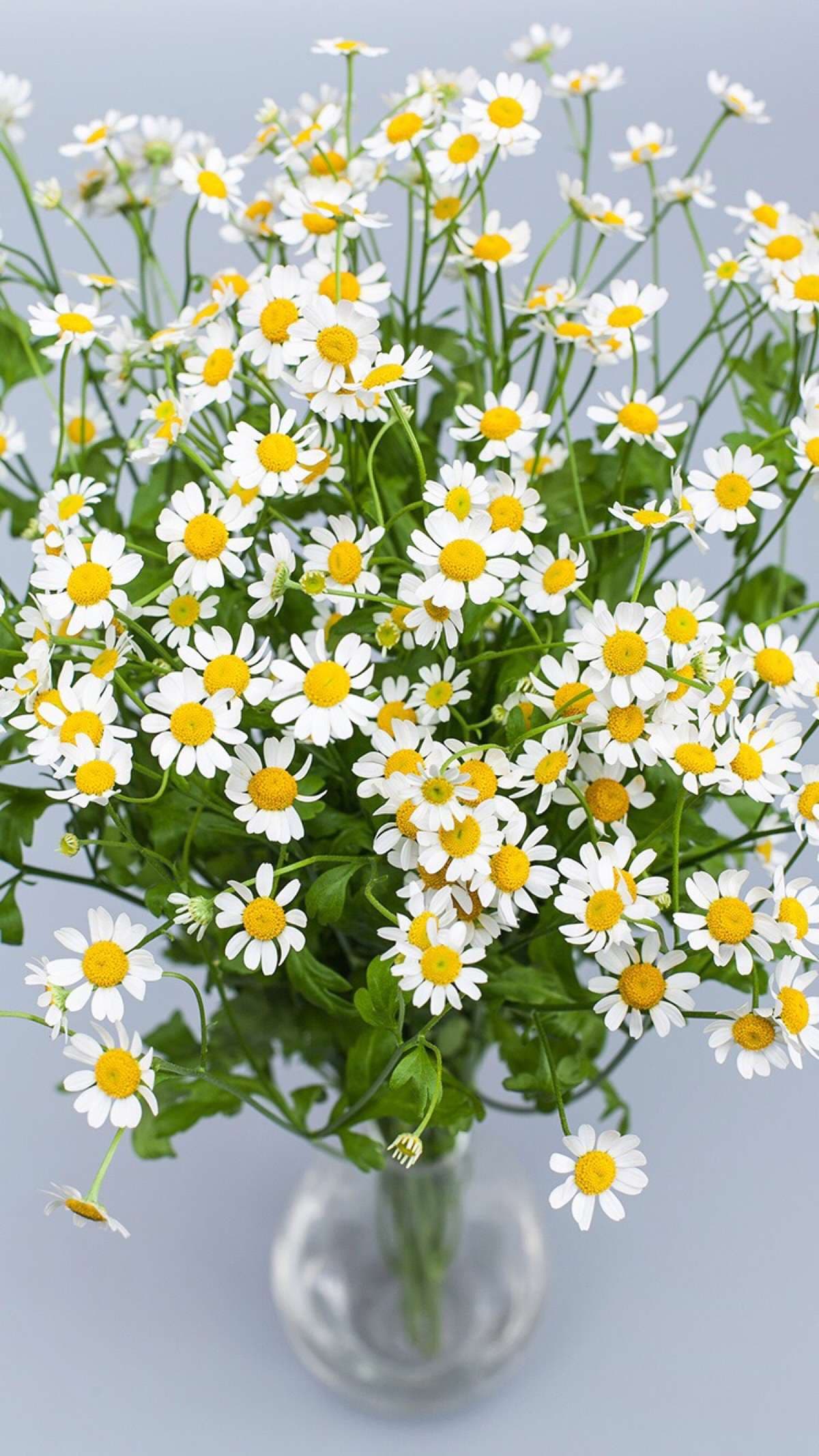 Chamomile Seed - Alt