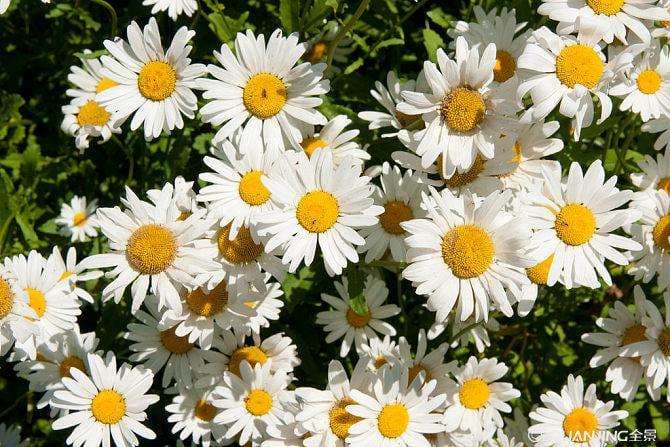Chamomile Seed - Main