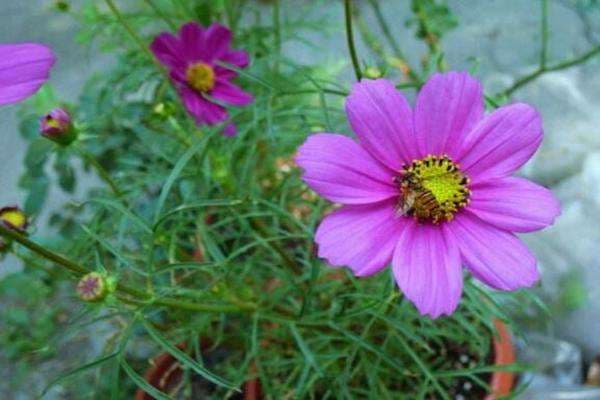 Purple Tall Cosmos - View 5