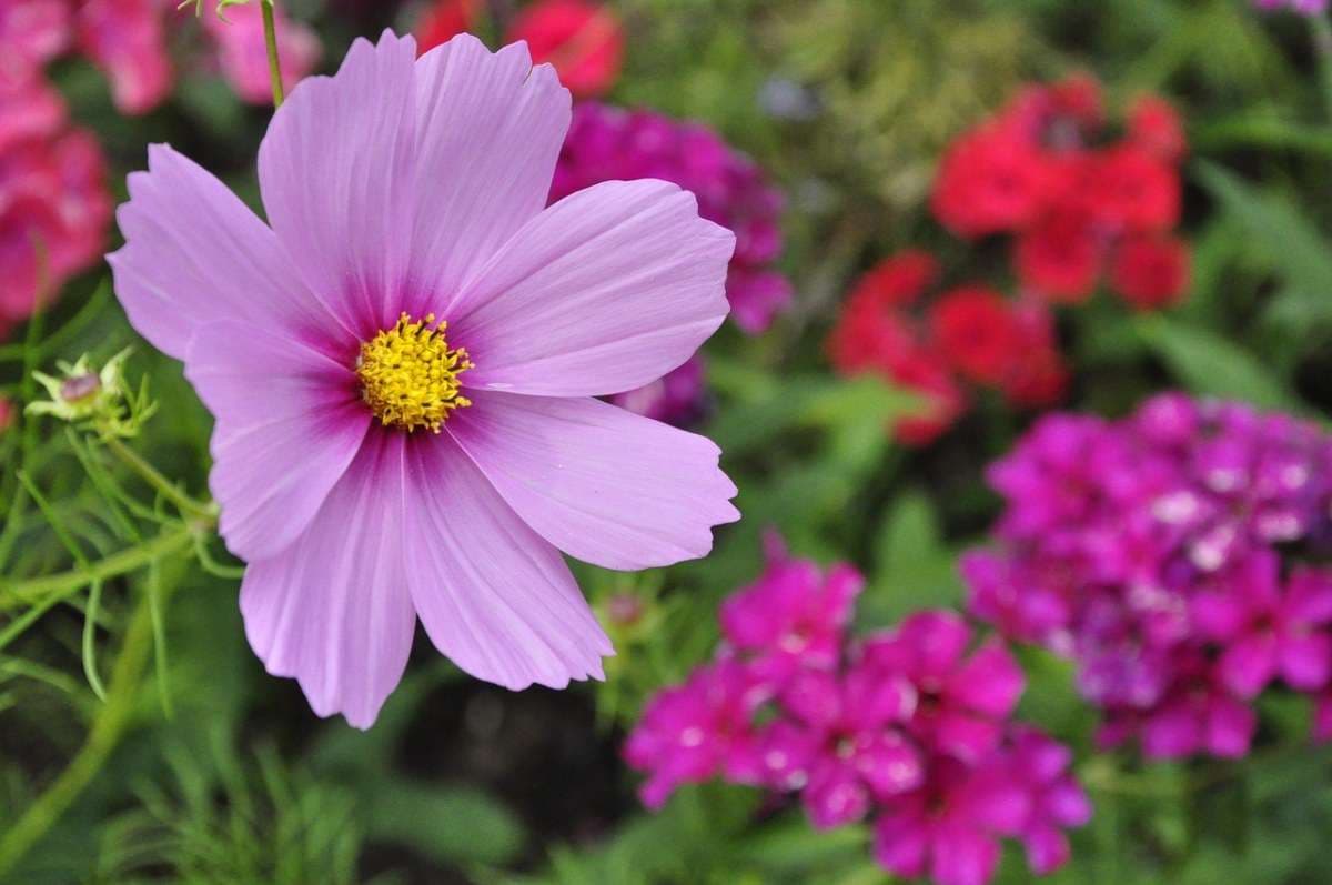 Purple Tall Cosmos - View 3
