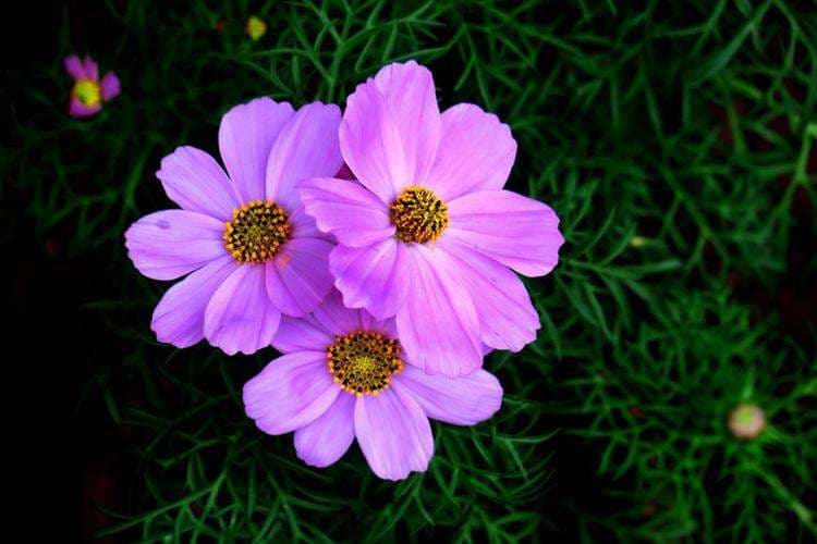 Purple Tall Cosmos - View 4
