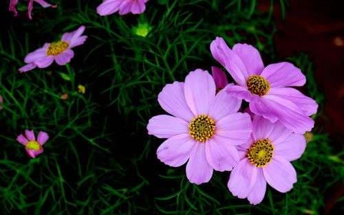 Purple Tall Cosmos - View 2