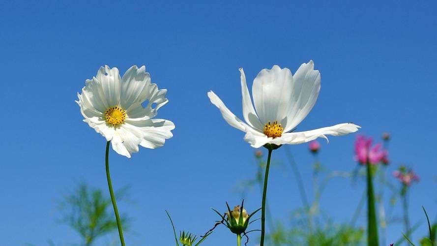 White Tall Cosmos - View 2