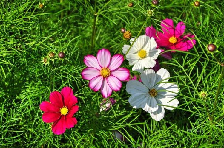 Multi-Colored Short Cosmos - View 3