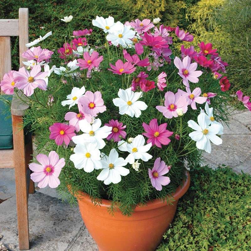 Multi-Colored Short Cosmos - View 1