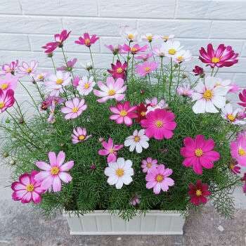 Multi-Colored Short Cosmos - View 2
