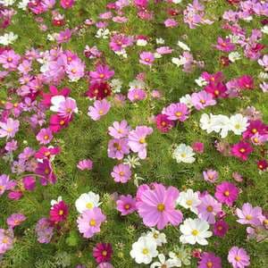 Multi-Colored Short Cosmos - View 5