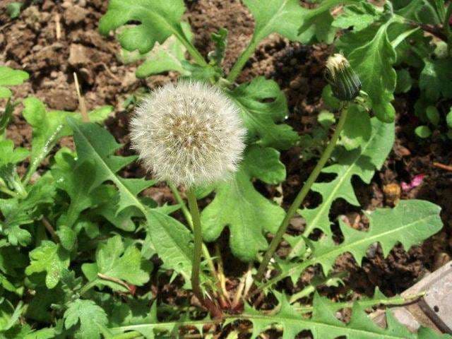 Dandelion Seed - View 4