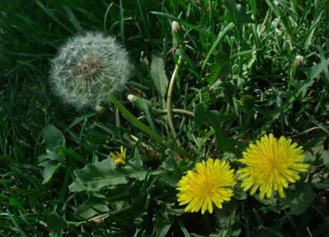 Dandelion Seed - View 7