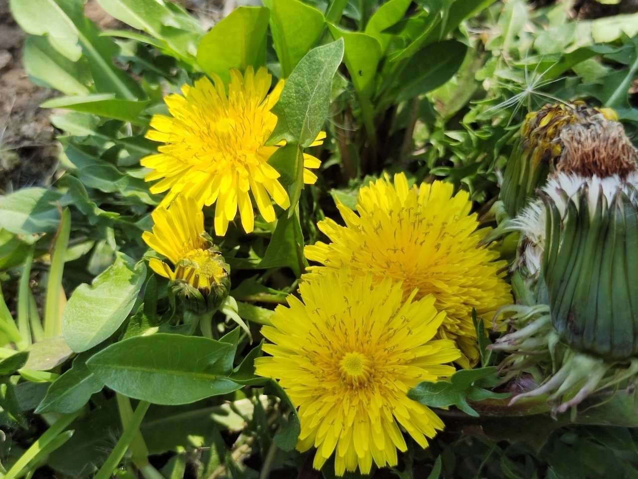 Dandelion Seed - View 3