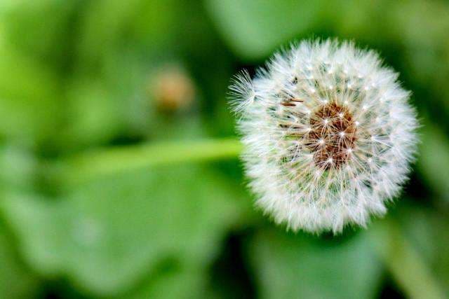 Dandelion Seed - View 5