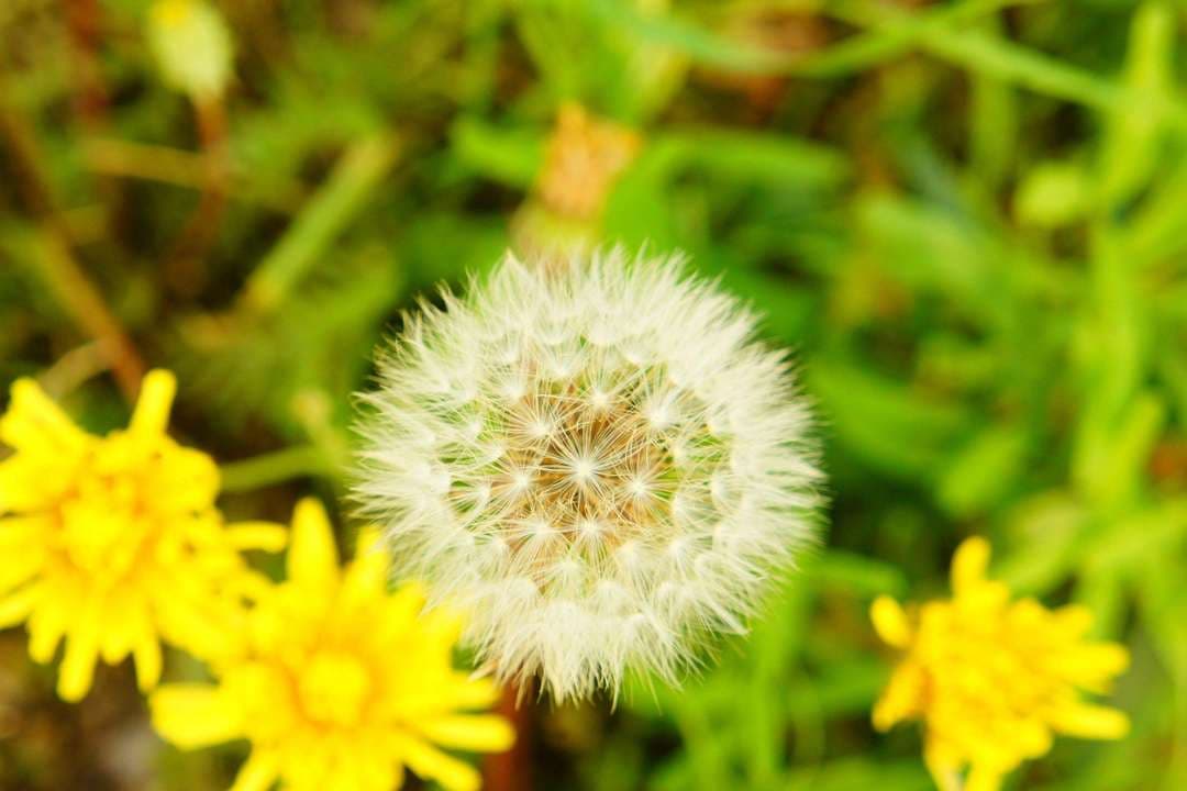Dandelion Seed - Main