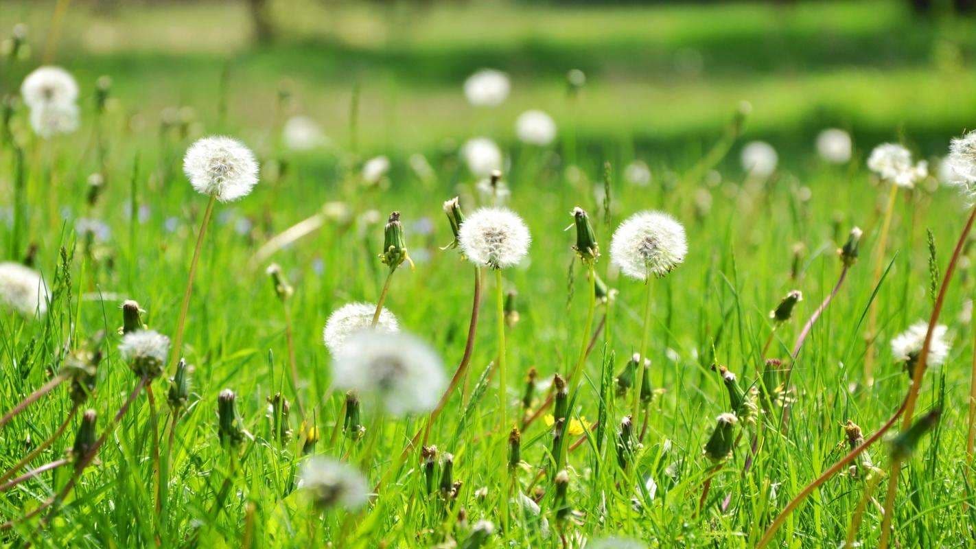 Dandelion Seed - Alt