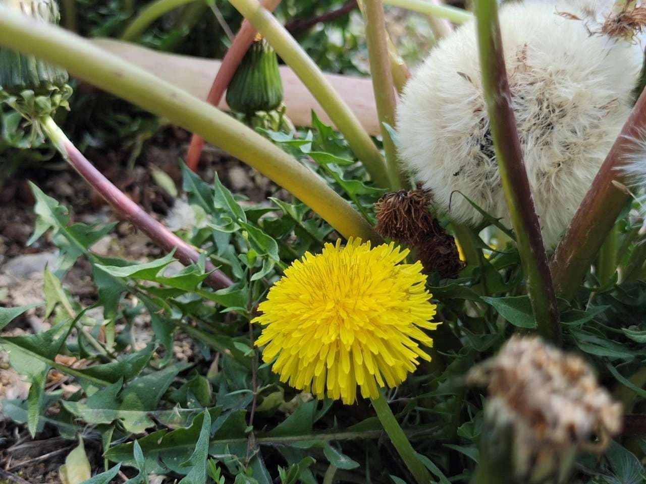 Dandelion Seed - View 6