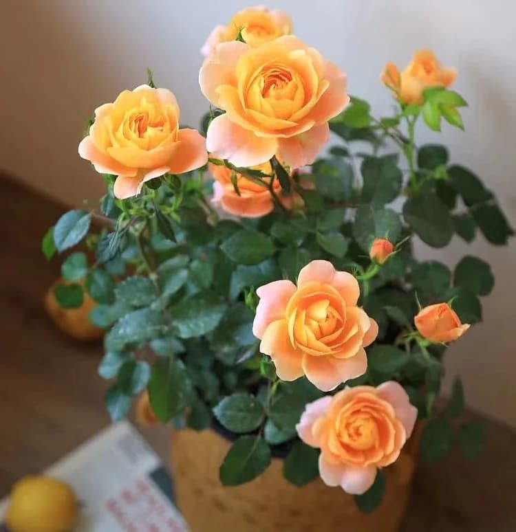 Miniature Rose Seed - View 4