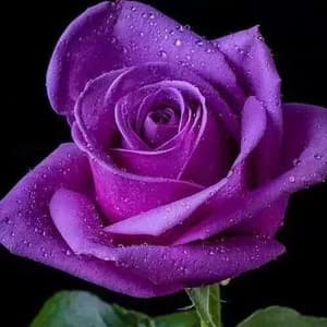 Miniature Rose Seed - View 8