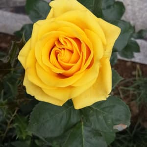 Miniature Rose Seed - View 10