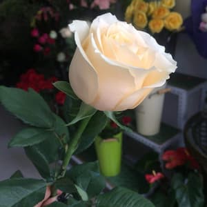 Miniature Rose Seed - Alt