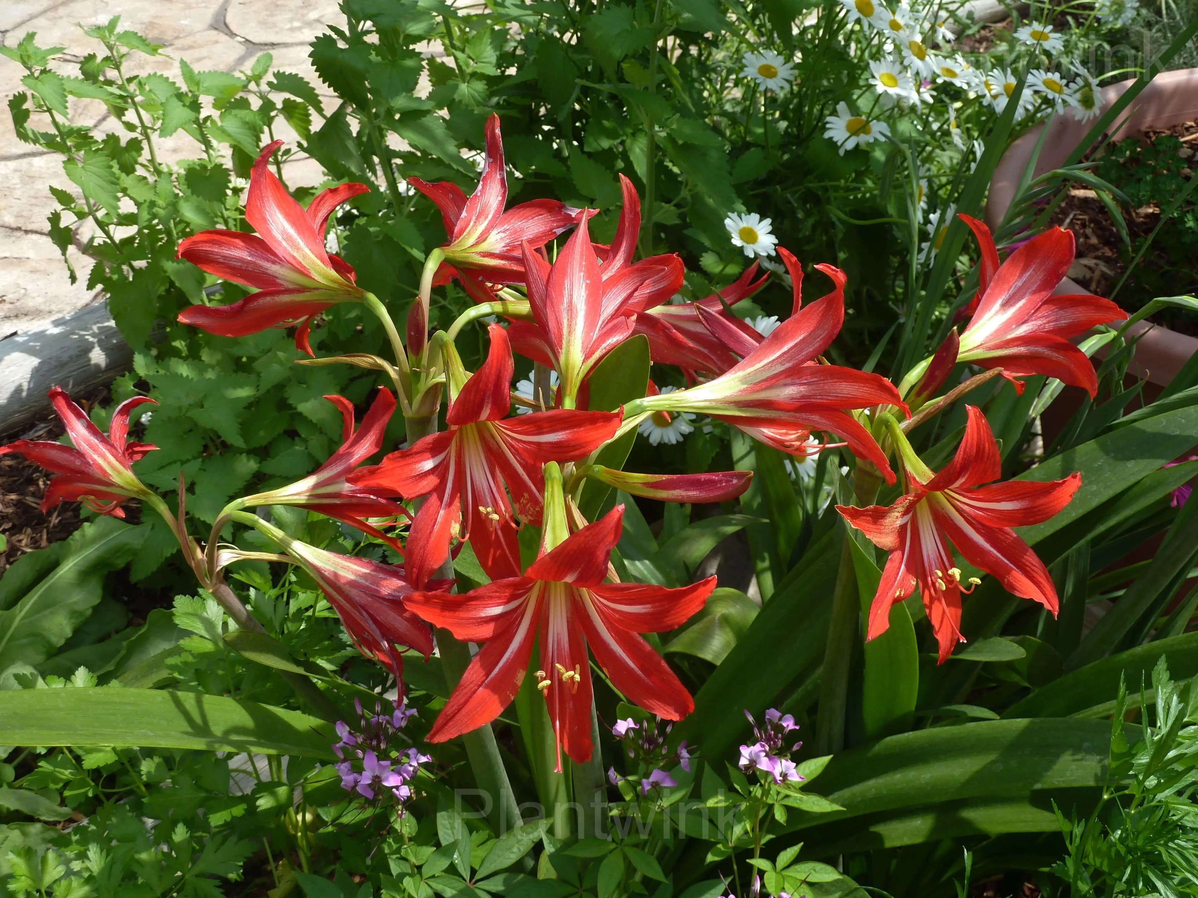 Wanda review image 1