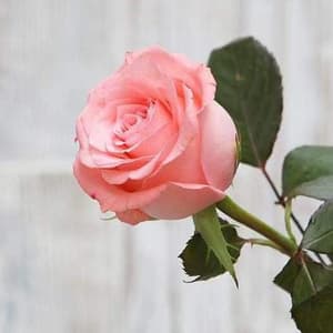 Miniature Rose Seed - View 7