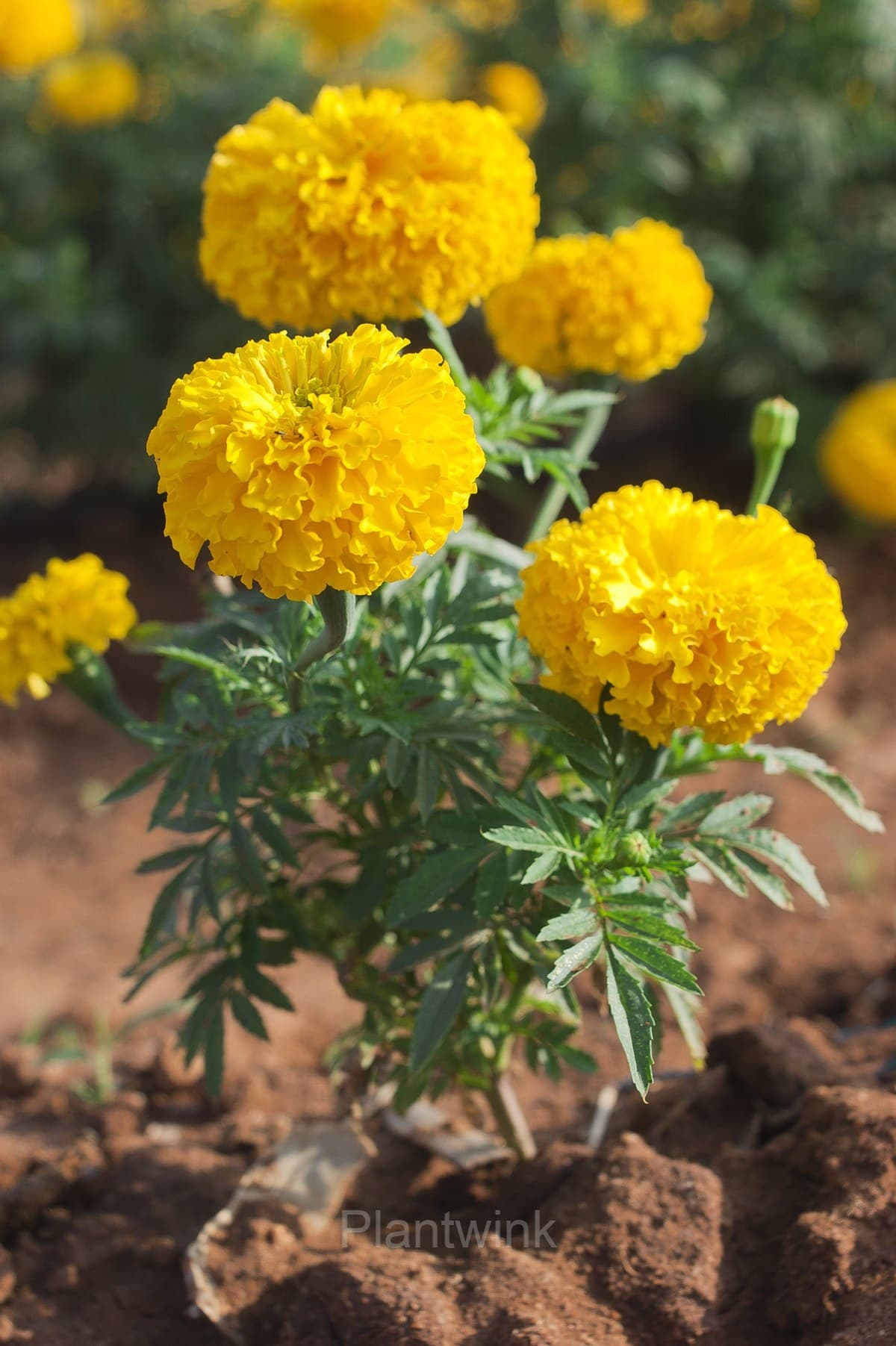 Marigold Seed - View 4