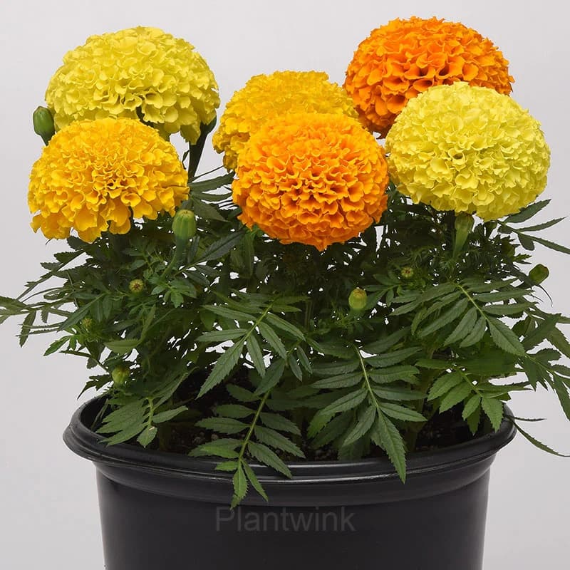 Marigold Seed - Main