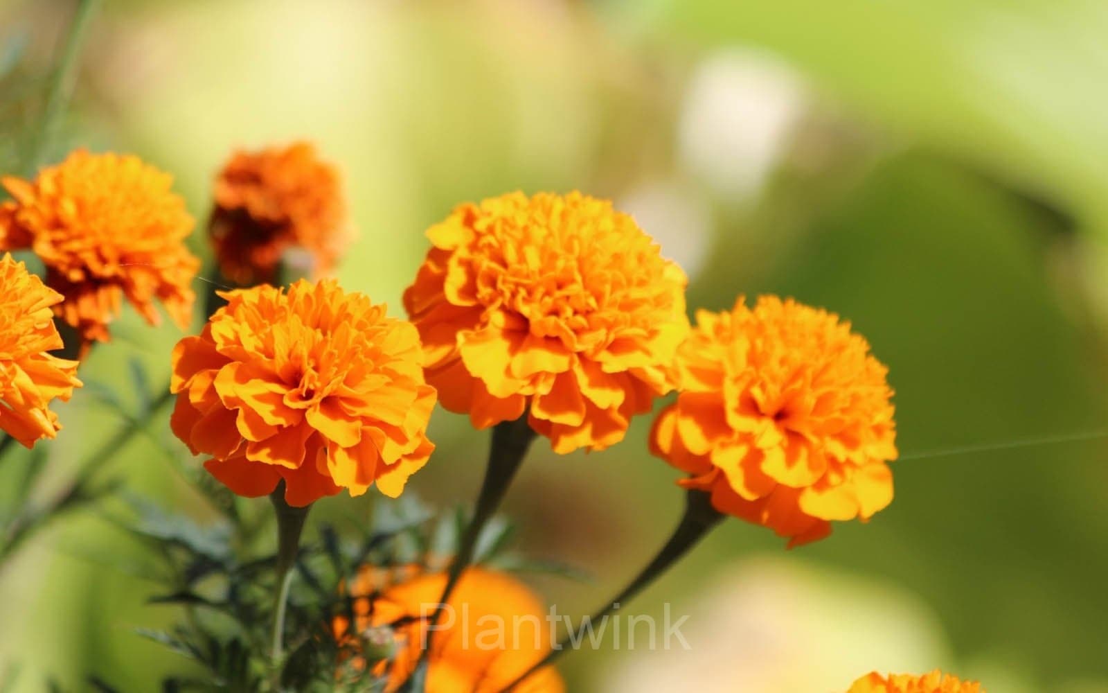 Marigold Seed - View 5