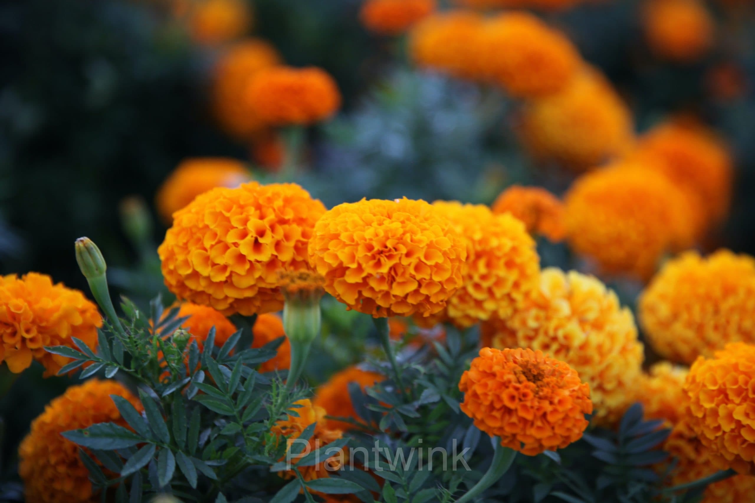 Marigold Seed - View 6
