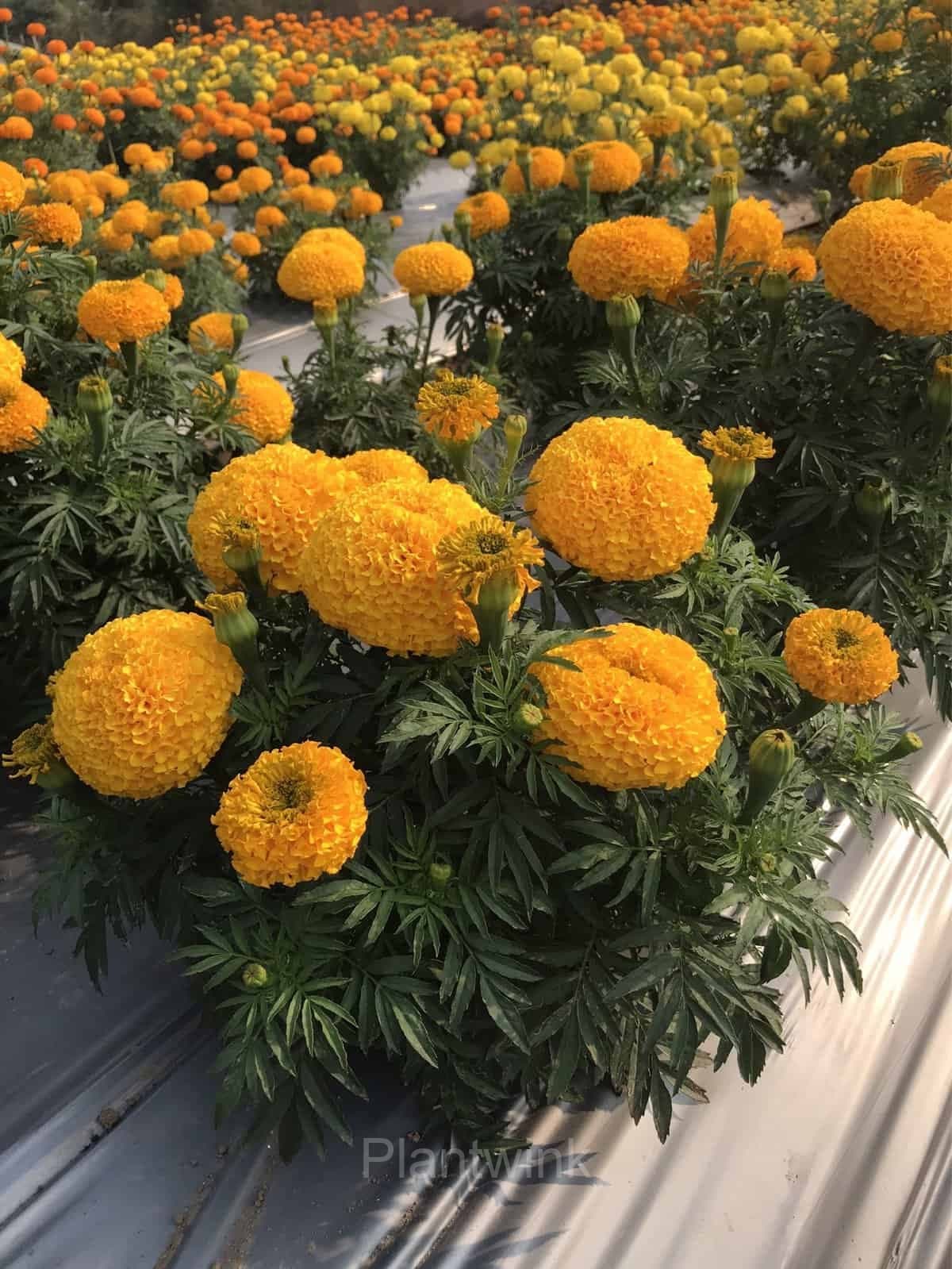 Marigold Seed - View 7